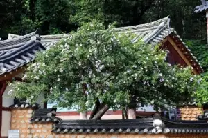 [포토] 광복 80주년 앞두고 최고령 무궁화 ‘활짝’