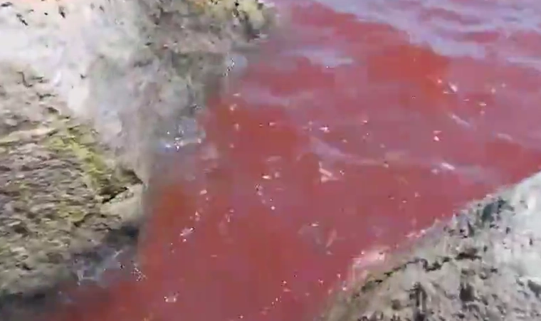 이스라엘 북부에 위치한 성경 속 갈릴리 호수가 최근 붉게 물들어 현지 주민과 관광객들 사이에서 “종말의 징조”라며 공포가 확산하고 있다. 이스라엘 자연 및 공원 관리청