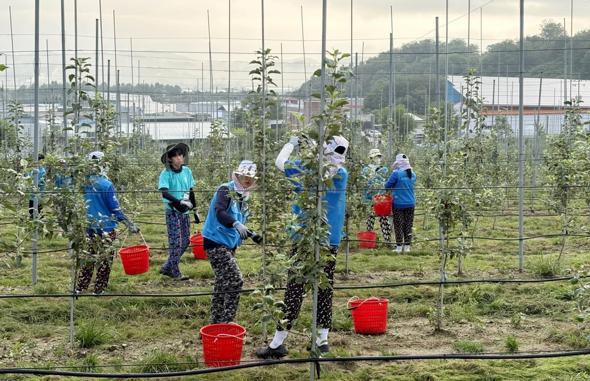 봉사활동을 하는 명지사랑봉사단원들. 명지사랑봉사단 제공