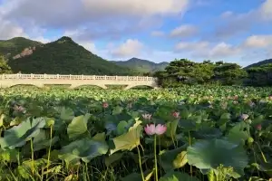 영광군, 숨은 연꽃 명소 ‘보은강연꽃방죽’···관람객 이어져