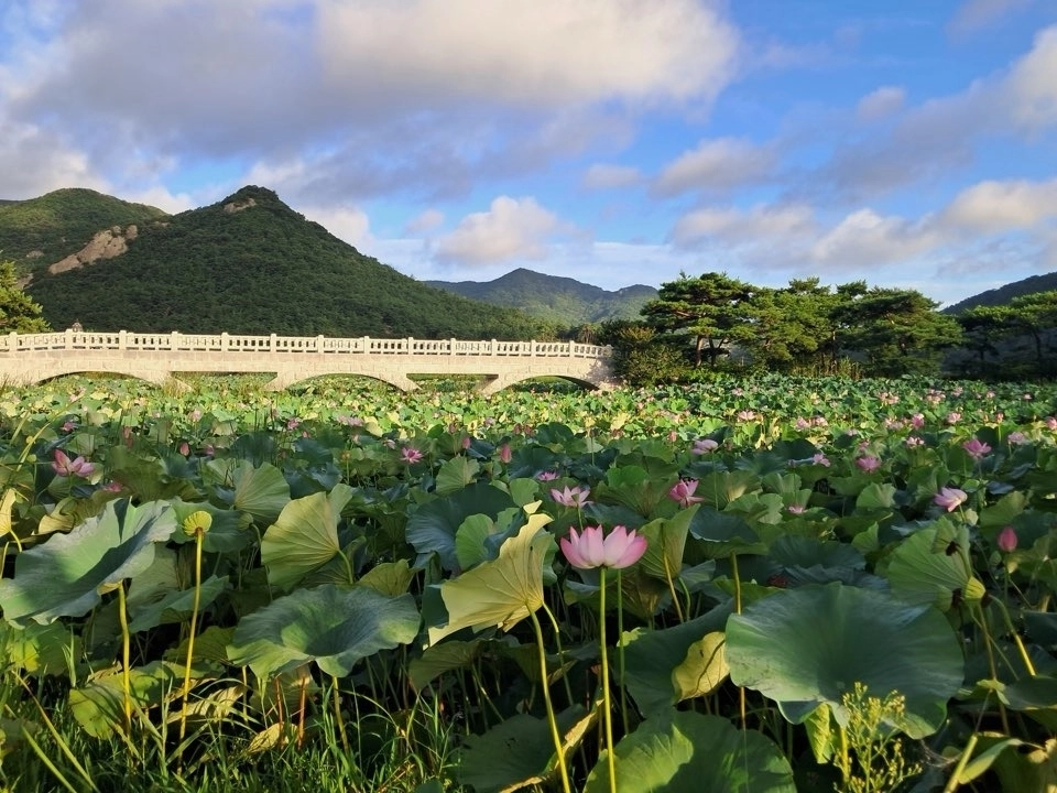 15일 영광군 백수읍 보은강연꽃방죽에 연꽃이 피어있다. (영광군 제공)