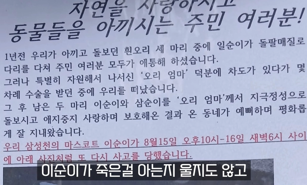경기 안양시 삼성천에 살던 ‘오리 가족’ 중 한 마리 ‘이순이’가 둔기로 맞은 듯한 상처를 안고 지난 16일 숨을 거둔 채 발견됐다. 사진은 주민들이 삼성천에 붙인 경고문. 자료 : 유튜브 ‘오리엄마’