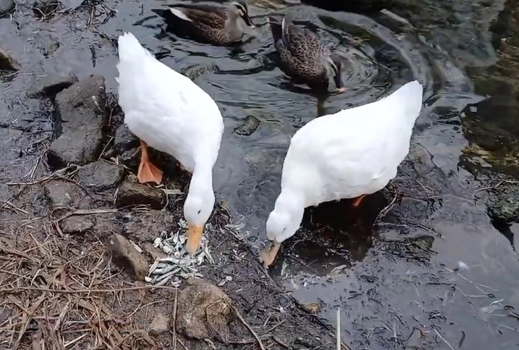 경기 안양시 삼성천에 살던 ‘오리 가족’. 자료 : 유튜브 ‘오리엄마’