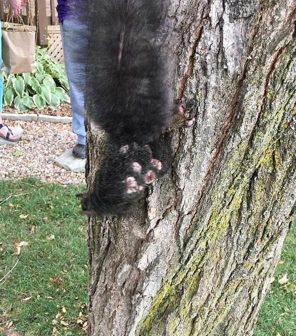 최근 미국과 캐나다에서 몸 전체가 종양으로 뒤덮인 회색 다람쥐들이 잇따라 발견되면서 온라인상에서 화제가 되고 있다. 레딧 캡처
