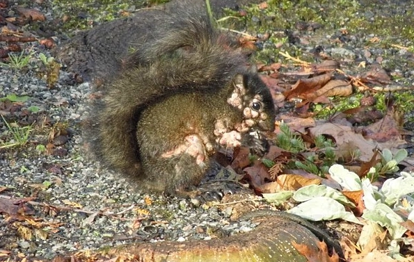 최근 미국과 캐나다에서 몸 전체가 종양으로 뒤덮인 회색 다람쥐들이 잇따라 발견되면서 온라인상에서 화제가 되고 있다. 엑스(옛 트위터) 캡처