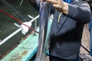 영암군 삼호 앞바다에서 ‘갈치낚시 행사’ 개최