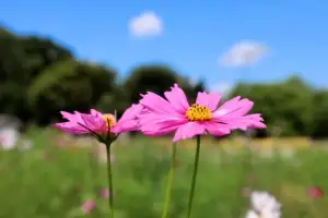 [포토] 가을을 알리는 코스모스