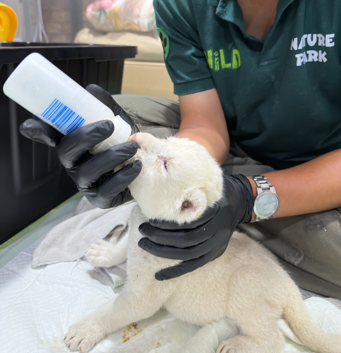 2025년 8월 18일 오후 1시쯤 대구 스파밸리 네이처파크에서 사육 중인 백사자 레아가 3마리의 사자 남매를 출산했다. 사진은 인공 포육 중인 아기 백사자. 스파밸리 네이처파크 제공