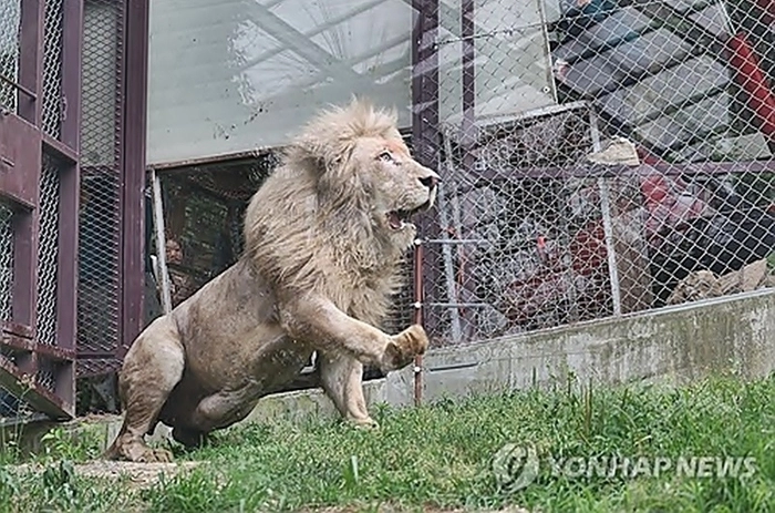 7년만에 외출한 백사자. 연합뉴스