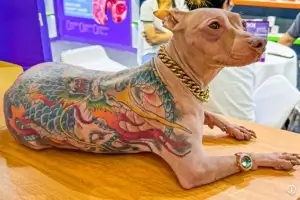 “마취 없이 했다” 반려견 몸 전체에 용 문신…“얜 통증 못 느껴요” 中 남성 논란