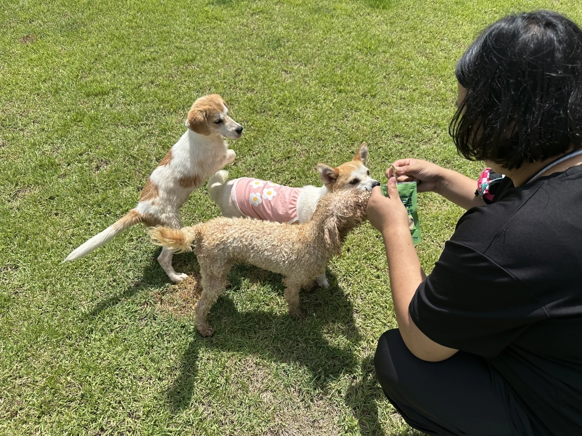 전북 익산 함라 한옥체험단지에서 8월 23~24일 반려동물 동반 북스테이 ‘모든순간 안고가개’ 행사가 열렸다.