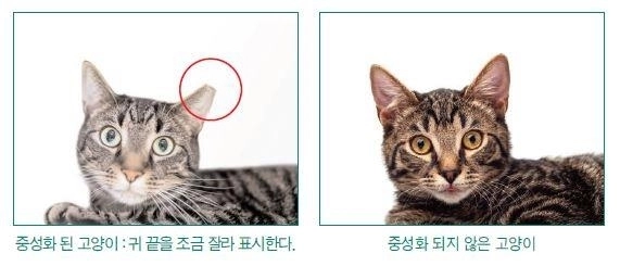 서울 은평구는 내달 1일부터 길고양이 중성화 사업을 재개한다. 사진은 중성화 사업 관련 참고 사진. 은평구 제공