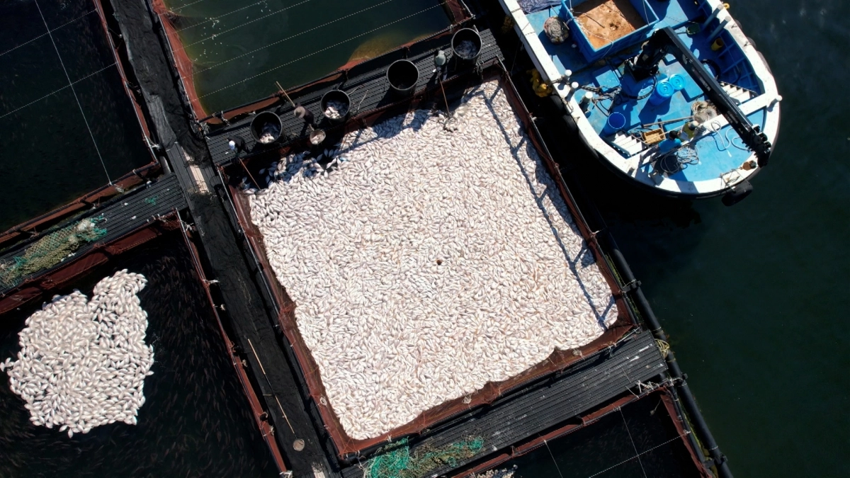 29일 경남 남해군 미조면 미조로 해상 가두리 양식장에서 어민이 적조로 집단 폐사한 참돔을 수거하고 있다. 2025.8.29. 연합뉴스