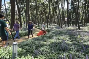 서천군, 장항 맥문동 꽃 축제 “보랏빛 감성자극”…21만명 넘어서