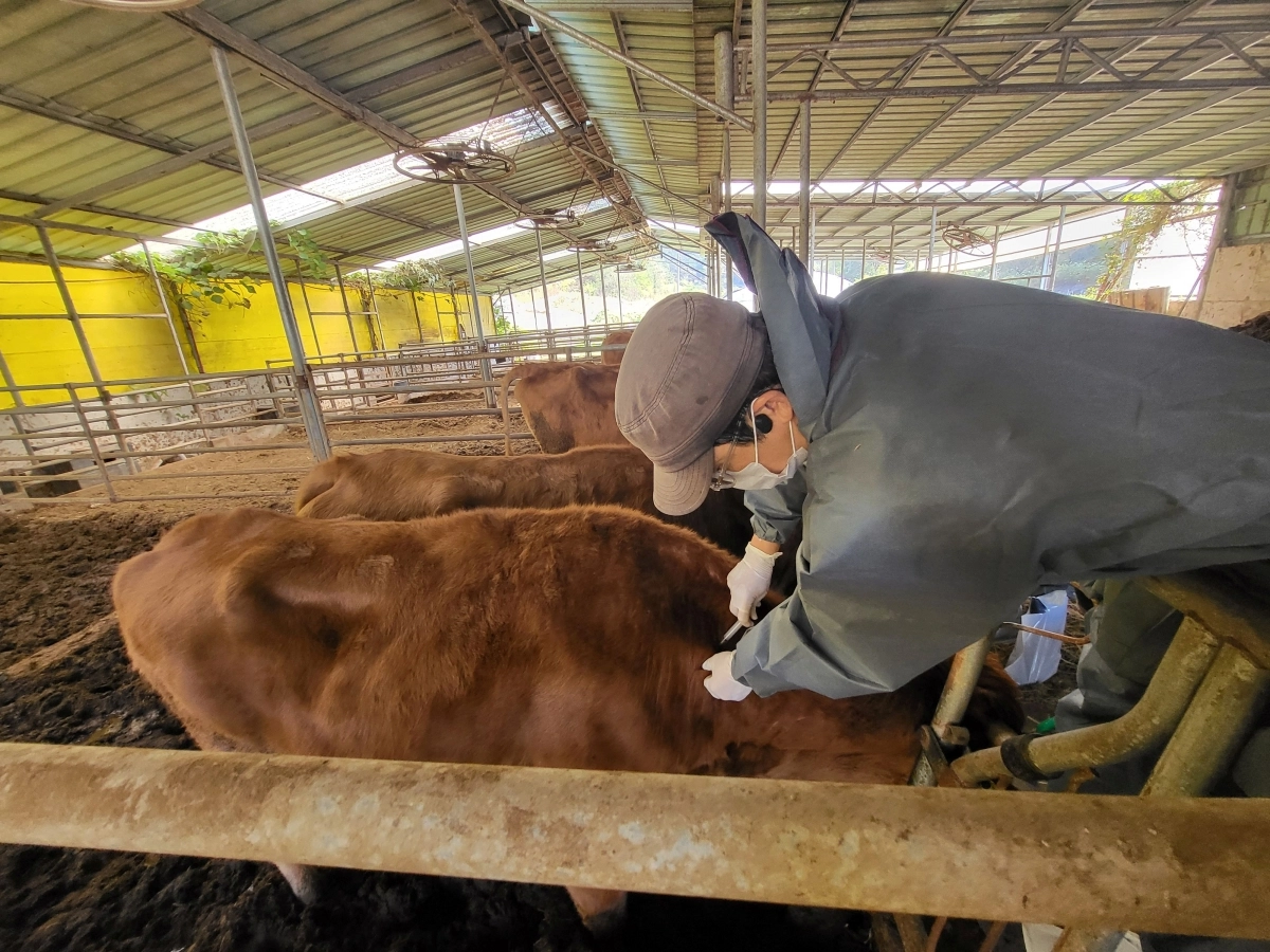 전라남도가 9월 한 달간 모든 소·염소를 대상으로 구제역 백신 일제 접종을 지원한다.