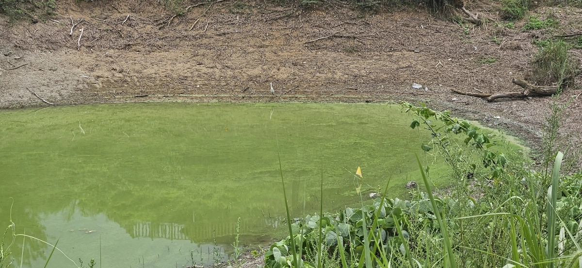 지난달 31일 녹조 현상이 선명하게 드러난 전북 임실군 옥정호 수역 가장자리. 2025. 08. 31. 임실 설정욱 기자