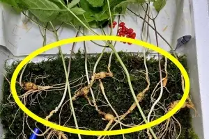 산신령의 실수? 천종산삼 38뿌리 한꺼번에…“1억짜리 심봤다” [포착]