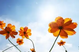 [포토] 가을 알리는 코스모스