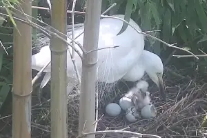 울산 태화강 찾은 중백로, 산란부터 이소까지 첫 ‘포착’
