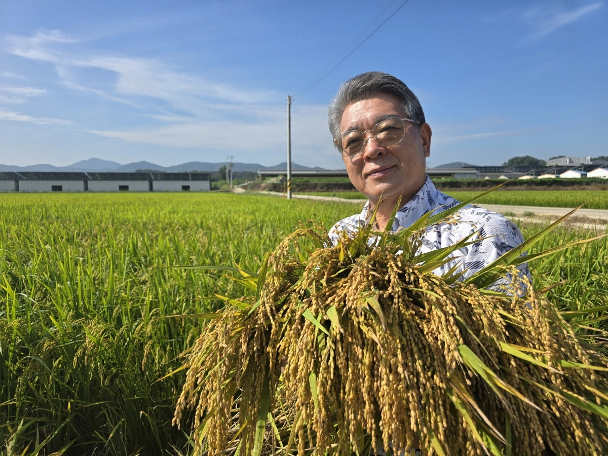 충남 천안시 성남면에서 3일 지역 내 첫 벼 베기가 시작된 가운데 조덕현 동천안농협 조합장이 수확한 벼를 선보이고 있다.  동천안농협 제공