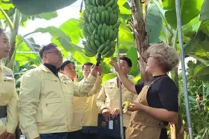 기후변화에… 아열대 작물 주목하는 지자체들