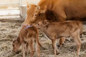 세 번 연속 쌍둥이 출산…합천 한우농가에 찾아온 특별한 선물