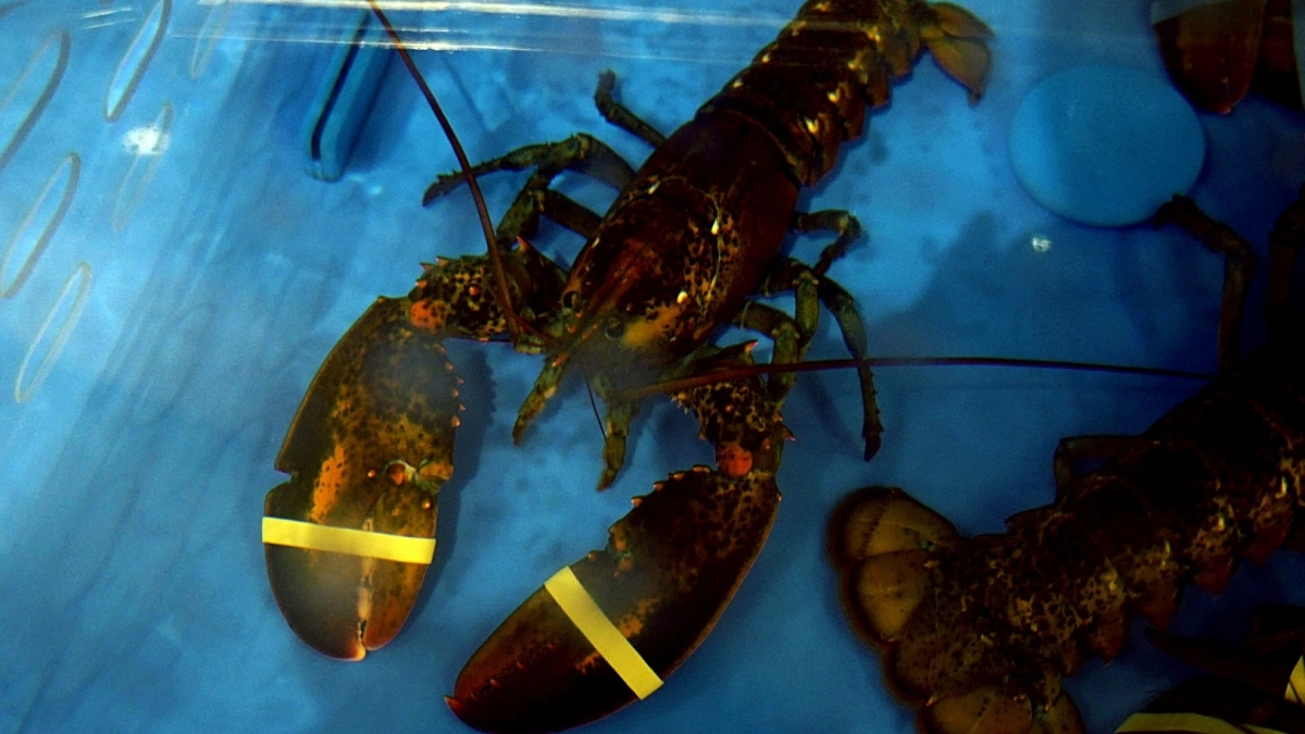 수조 속 랍스터 자료사진. 아이클릭아트