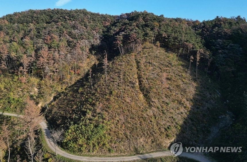 소나무재선충병. 연합뉴스