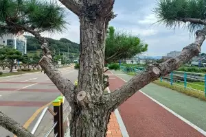 뼈대만 앙상한 ‘흉물’ 소나무 가로수