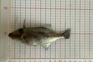 고수온 돌파구는?… 제주도 혼합어종 양식 추진