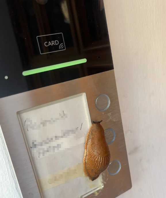 독일의 한 아파트 현관 초인종 기기에 붙어있는 달팽이. 독일 빌트지 캡처