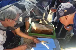 기후변화에… 감귤꽃꿀보다 중산간 때죽꽃 벌꿀이 더 생산된다