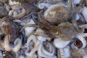 ‘금어기 풀렸다’ 대천 앞바다 ‘주꾸미 대첩’