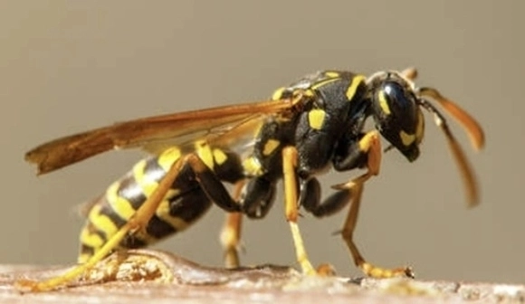 말벌 이미지. 123RF 자료사진