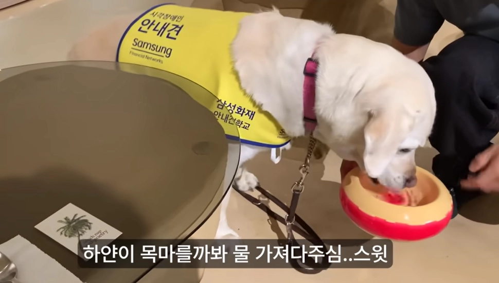 유튜버로 활동 중인 시각장애인 앵커 허우령씨가 들어간 강원 동해시 묵호의 한 카페에서 카페 사장이 허씨의 안내견에게 물을 가져다준 모습. 유튜브 채널 ‘우령의 유디오’ 캡처