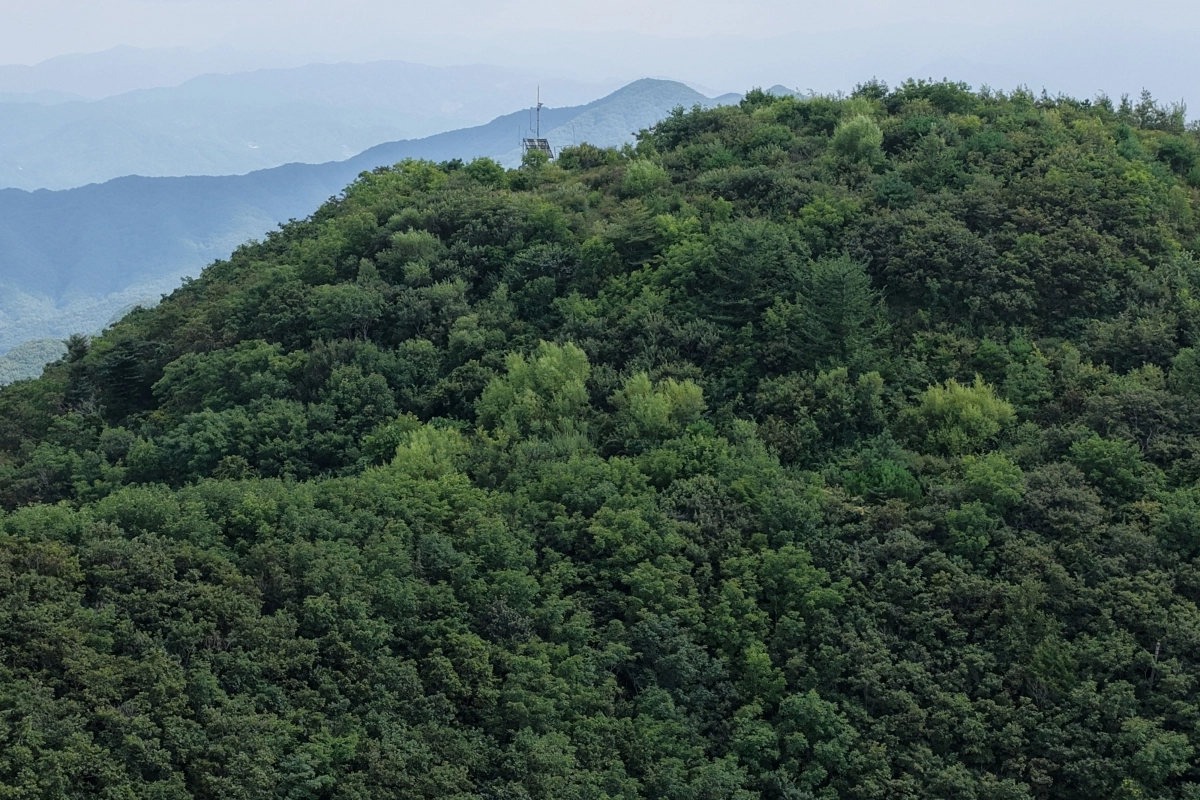 1970년대 군사시설과 진입로 등으로 훼손된 후 산림생태복원으로 녹색을 찾은 김천 바람재. 산림청 제공
