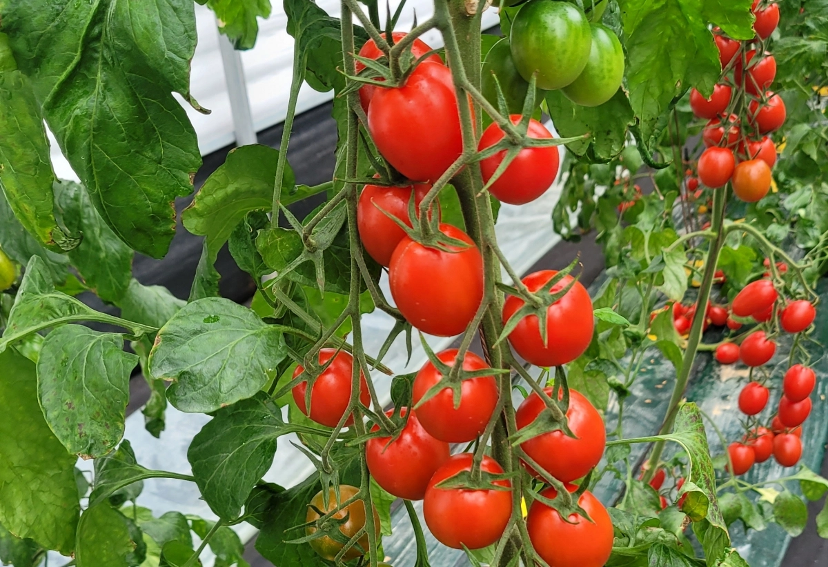 전라남도농업기술원이 개발한 대추형 방울토마토 신품종.