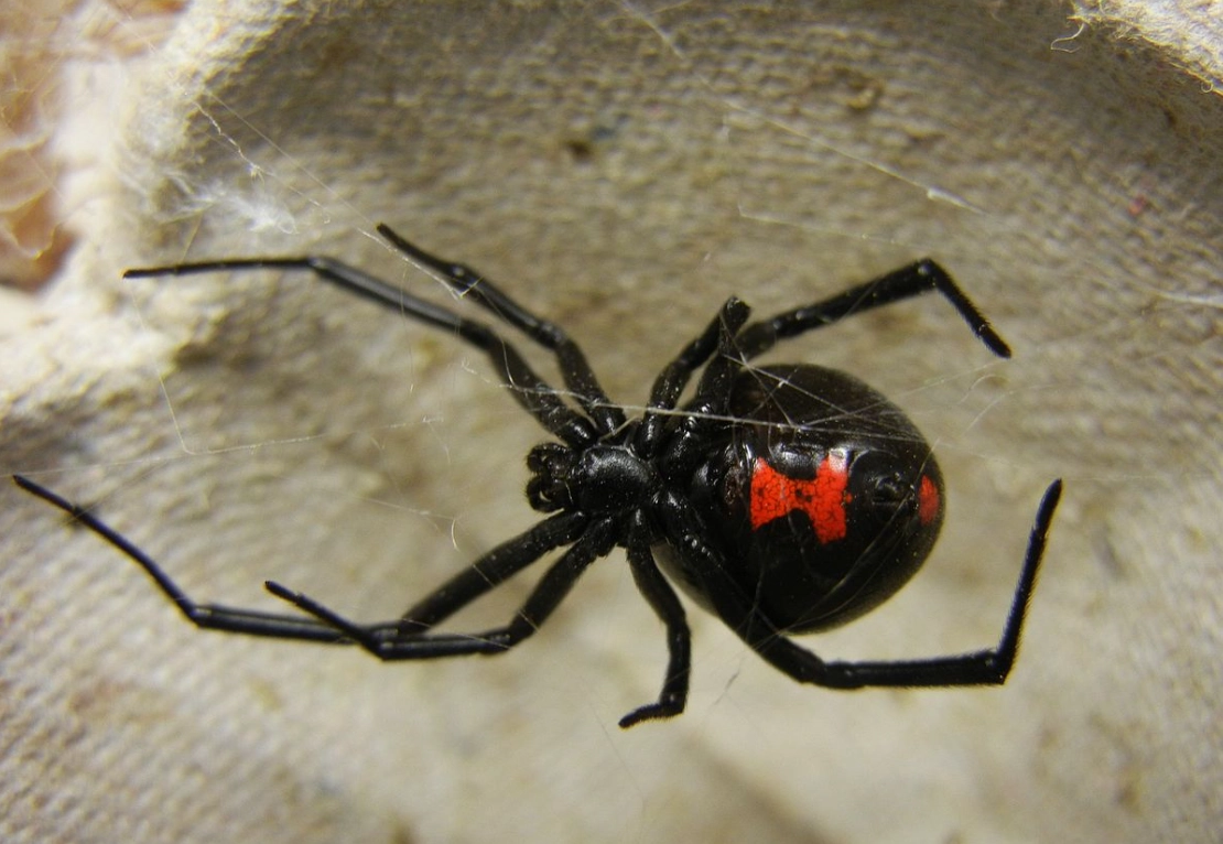 레드백 거미 관련 이미지. 위키피디아