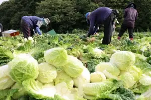 가뭄 이겨낸 고랭지 배추