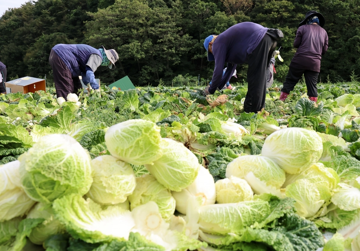 가뭄 이겨낸 고랭지 배추