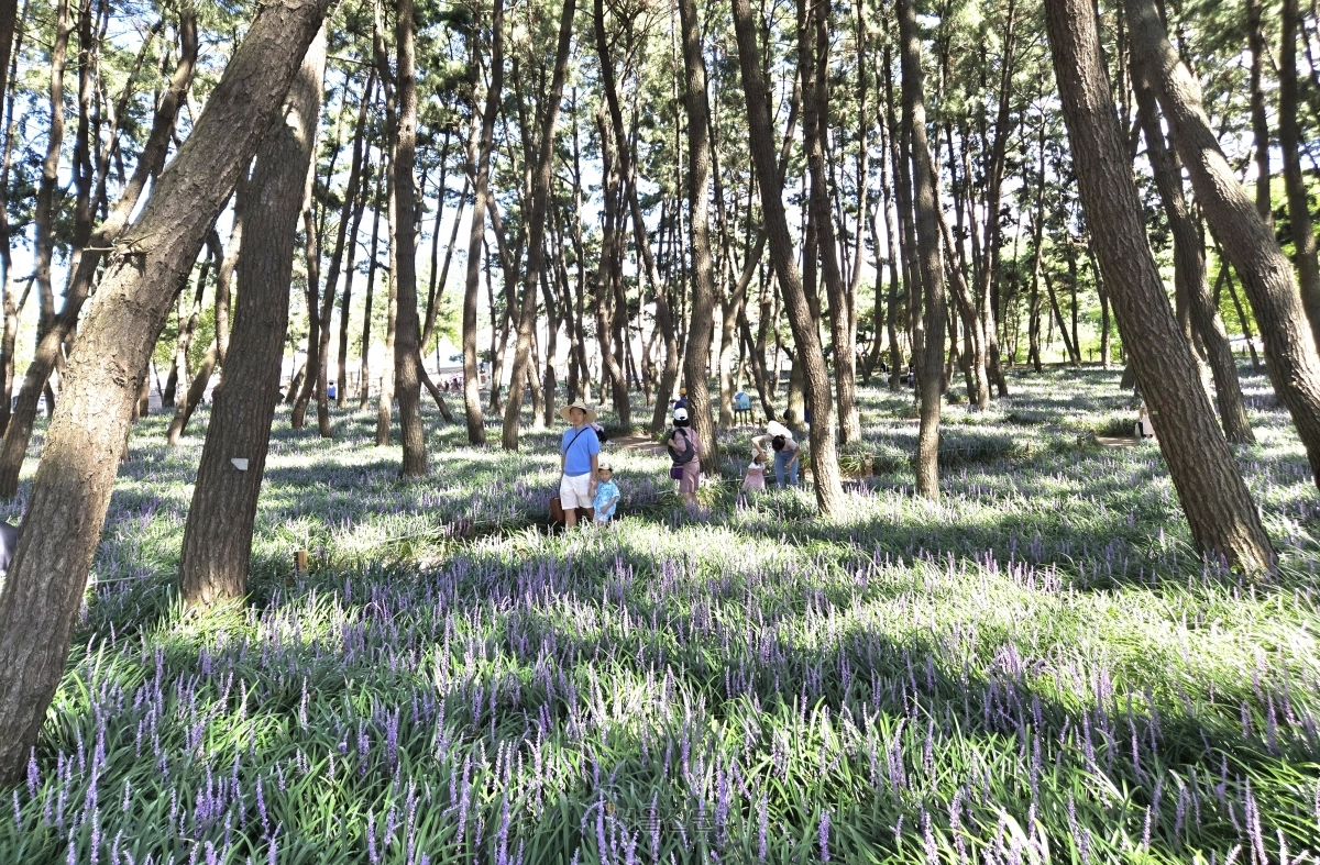 충남 서천군 ‘제3회 장항 맥문동 꽃 축제’를 찾은 한 가족이 맥문동 군락지에서 즐거운 시간을 보내고 있다. 서천 이종익 기자