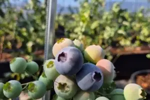 전남도, 수확기 친환경 농산물 농약 검사 강화