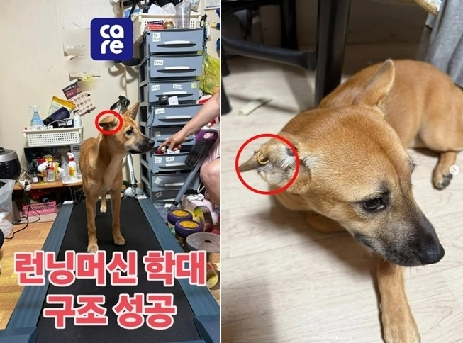 동물권단체 케어가 러닝머신 위를 3시간 동안 달리게 해 학대 논란을 빚은 견주로부터 개를 구조했다. 케어 인스타그램 캡처