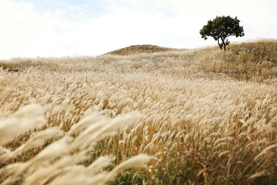 합천 황매산 억새. 2025.9.18. 합천군 제공