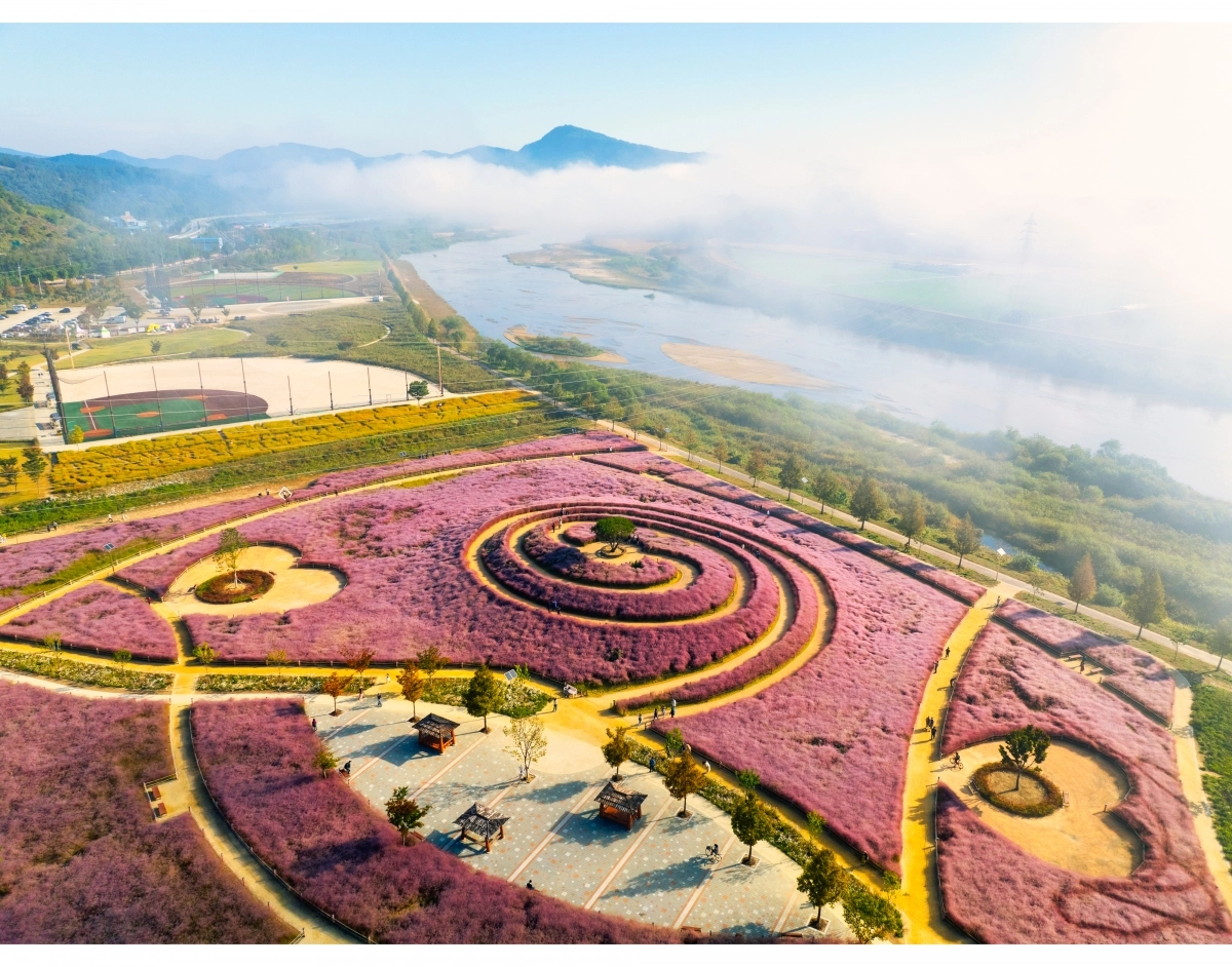 합천읍 황강변 신소양체육공원 핑크뮬리. 2025.9.18. 합천군 제공