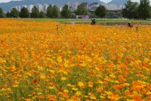 오늘 추분… 단풍 같은 코스모스