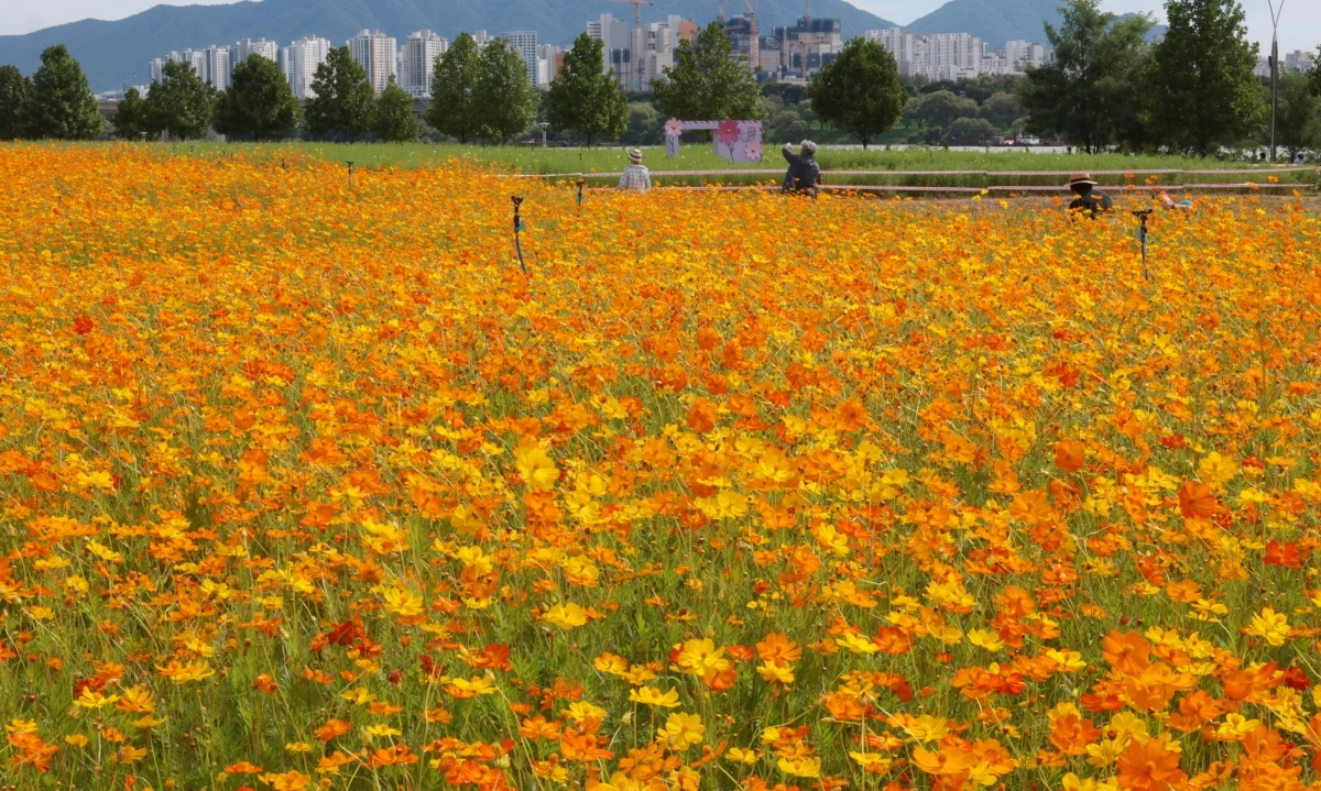 오늘 추분… 단풍 같은 코스모스