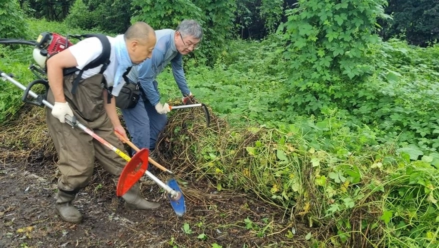 강동구 ‘좋은도시포럼’과 함께 한강공원 생태교란 식물 제거 모습