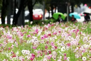 [포토] 가을비 내리는 풍경
