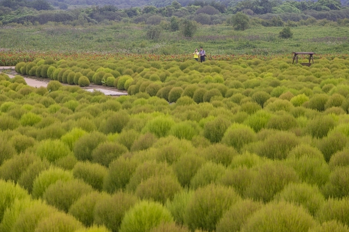 연천 임진강댑싸리정원 (경기관광공사 제공)